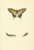 BRITISH BUTTERFLIES. Swallow-Tail. MORRIS 1893 old antique print picture