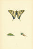 BRITISH BUTTERFLIES. Scarce Swallow-Tail. MORRIS 1893 old antique print