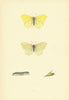 BRITISH BUTTERFLIES. Brimstone. MORRIS 1893 old antique vintage print picture