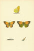 BRITISH BUTTERFLIES. Clouded Yellow. MORRIS 1893 old antique print picture