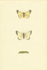 BRITISH BUTTERFLIES. Pale Clouded Yellow. MORRIS 1893 old antique print