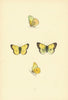 BRITISH BUTTERFLIES. Scarce Clouded Yellow. MORRIS 1893 old antique print