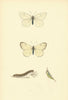 BRITISH BUTTERFLIES. Black Veined. MORRIS 1893 old antique print picture