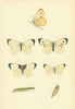 BRITISH BUTTERFLIES. Large White. MORRIS 1893 old antique print picture
