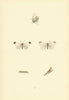 BRITISH BUTTERFLIES. Wood White. MORRIS 1893 old antique vintage print picture