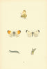 BRITISH BUTTERFLIES. Orange Tip. MORRIS 1893 old antique vintage print picture