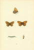 BRITISH BUTTERFLIES. Gate-Keeper. MORRIS 1893 old antique print picture