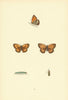 BRITISH BUTTERFLIES. Small Meadow Brown. MORRIS 1893 old antique print picture