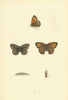 BRITISH BUTTERFLIES. Large Meadow Brown. MORRIS 1893 old antique print picture
