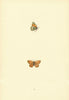 BRITISH BUTTERFLIES. Least Meadow Brown. MORRIS 1893 old antique print picture