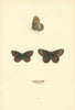 BRITISH BUTTERFLIES. Arran Argus. MORRIS 1893 old antique print picture
