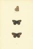 BRITISH BUTTERFLIES. Scotch Argus. MORRIS 1893 old antique print picture