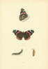 BRITISH BUTTERFLIES. Red Admiral. MORRIS 1893 old antique print picture