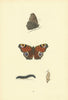 BRITISH BUTTERFLIES. Peacock. MORRIS 1893 old antique vintage print picture