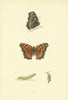BRITISH BUTTERFLIES. Large Tortoise-shell. MORRIS 1893 old antique print