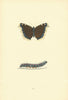 BRITISH BUTTERFLIES. Camberwell Beauty. MORRIS 1893 old antique print picture
