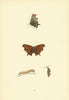 BRITISH BUTTERFLIES. Comma. MORRIS 1893 old antique vintage print picture