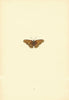 BRITISH BUTTERFLIES. Albin's Hampstead Eye. MORRIS 1893 old antique print