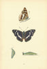 BRITISH BUTTERFLIES. Purple Emperor. MORRIS 1893 old antique print picture