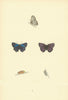 BRITISH BUTTERFLIES. Purple Hairstreak .. MORRIS 1893 old antique print