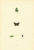 BRITISH BUTTERFLIES. Green Hairstreak. MORRIS 1893 old antique print picture
