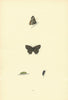 BRITISH BUTTERFLIES. White-W Hairstreak. MORRIS 1893 old antique print picture
