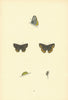 BRITISH BUTTERFLIES. Black Hairstreak. MORRIS 1893 old antique print picture