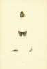 BRITISH BUTTERFLIES. Duke of Burgundy Fritillary. MORRIS 1893 old print