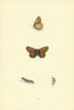 BRITISH BUTTERFLIES. Greasy Fritillary. MORRIS 1893 old antique print picture