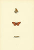 BRITISH BUTTERFLIES. Weaver's Fritillary. MORRIS 1893 old antique print