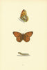 BRITISH BUTTERFLIES. High Brown Fritillary. MORRIS 1893 old antique print