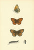 BRITISH BUTTERFLIES. Dark Green Fritillary. MORRIS 1893 old antique print