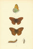BRITISH BUTTERFLIES. Silver-washed Fritillary. MORRIS 1893 old antique print
