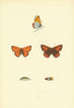 BRITISH BUTTERFLIES. Large Copper. MORRIS 1893 old antique print picture