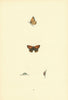 BRITISH BUTTERFLIES. Small Copper. MORRIS 1893 old antique print picture