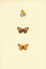 BRITISH BUTTERFLIES. Dark Underwing Copper. MORRIS 1893 old antique print