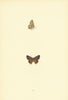 BRITISH BUTTERFLIES. Brighton Argus. MORRIS 1893 old antique print picture