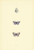 BRITISH BUTTERFLIES. Holly Blue. MORRIS 1893 old antique vintage print picture