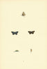 BRITISH BUTTERFLIES. Little Blue. MORRIS 1893 old antique print picture