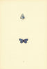 BRITISH BUTTERFLIES. Small-tailed Blue. MORRIS 1893 old antique print picture