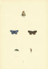 BRITISH BUTTERFLIES. Silver-studded Blue. MORRIS 1893 old antique print