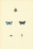 BRITISH BUTTERFLIES. Common Blue. MORRIS 1893 old antique print picture