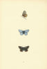 BRITISH BUTTERFLIES. Clifden Blue. MORRIS 1893 old antique print picture