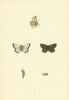 BRITISH BUTTERFLIES. Chalk Hill Blue. MORRIS 1893 old antique print picture