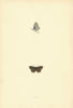 BRITISH BUTTERFLIES. Brown Argus Blue. MORRIS 1893 old antique print picture