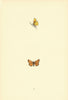 BRITISH BUTTERFLIES. Scarce Small Skipper. MORRIS 1893 old antique print