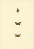 BRITISH BUTTERFLIES. Lulworth Skipper. MORRIS 1893 old antique print picture