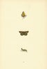 BRITISH BUTTERFLIES. Spotted Skipper. MORRIS 1893 old antique print picture