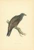 Spotted Eagle. Morris's British Birds. Antique colour print 1903 old