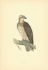 Osprey. Morris's British Birds. Antique colour print 1903 old